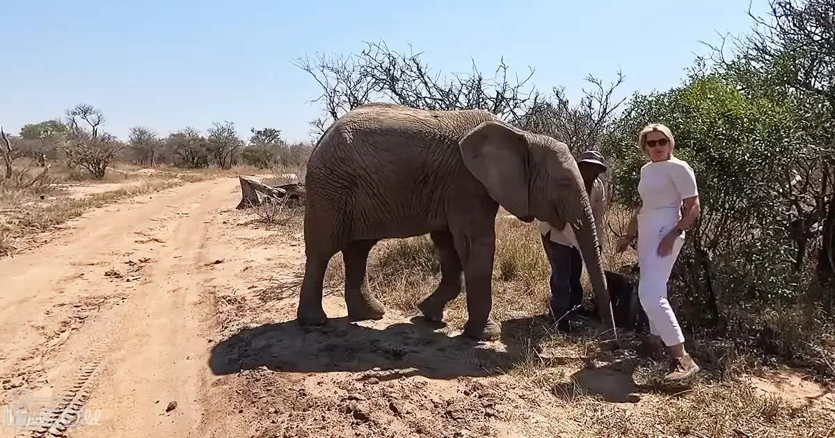 An adult male and female in safari attire observe an African elephant in a savanna landscape under clear blue skies, late summer or early autumn with dry grass and sparse vegetation.