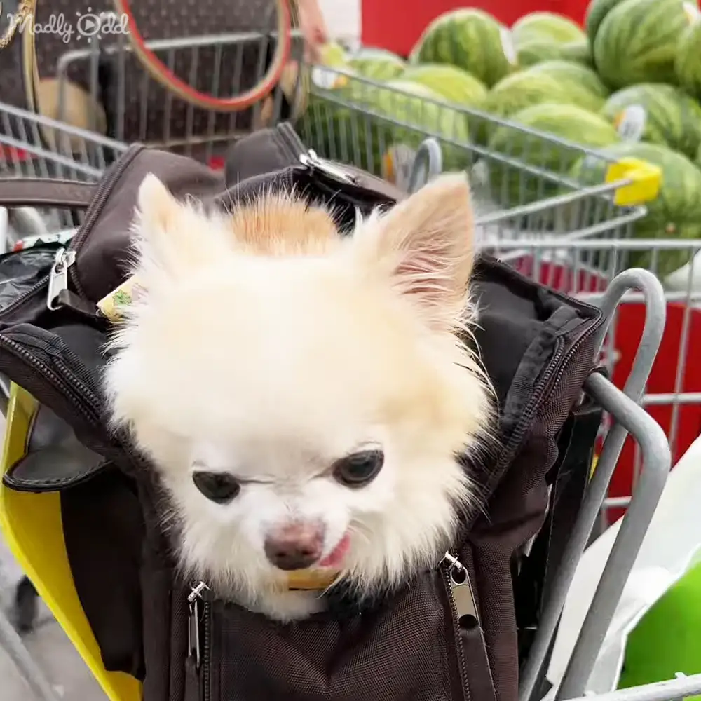 A small white Pomeranian dog in a yellow-handled shopping cart at a grocery store filled with watermelons on a sunny day.