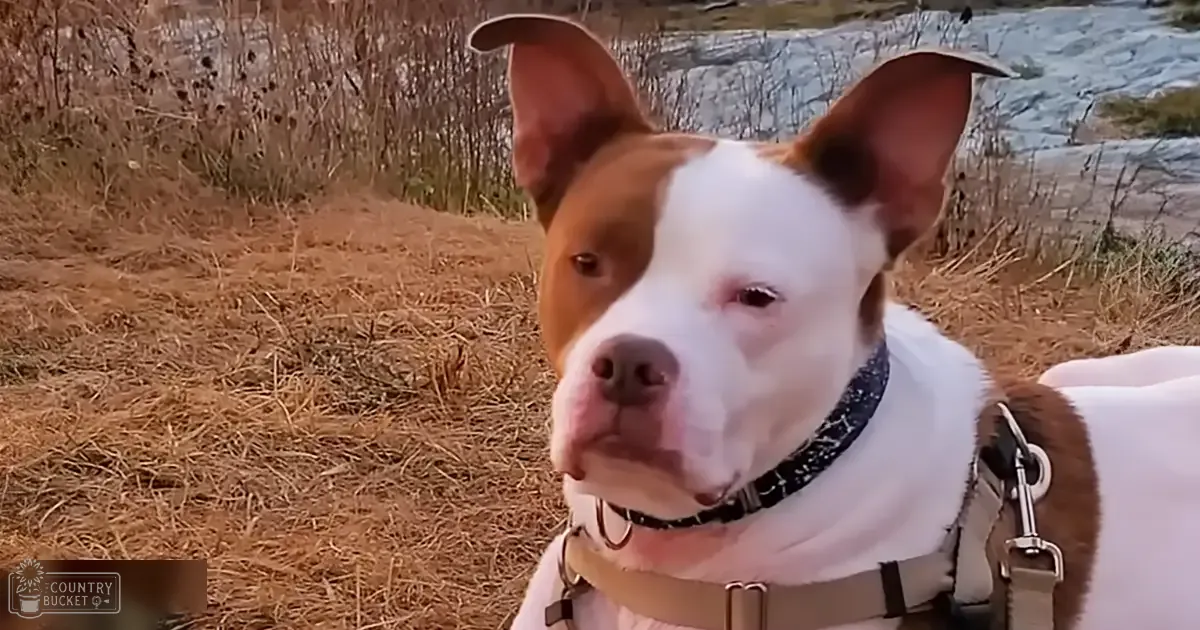 American Pit Bull Terrier mix adult dog outdoors near water, dry grass, bare trees, late autumn or early spring, natural sunlight, brown white coat colors, beige harness, green vegetation, blue water