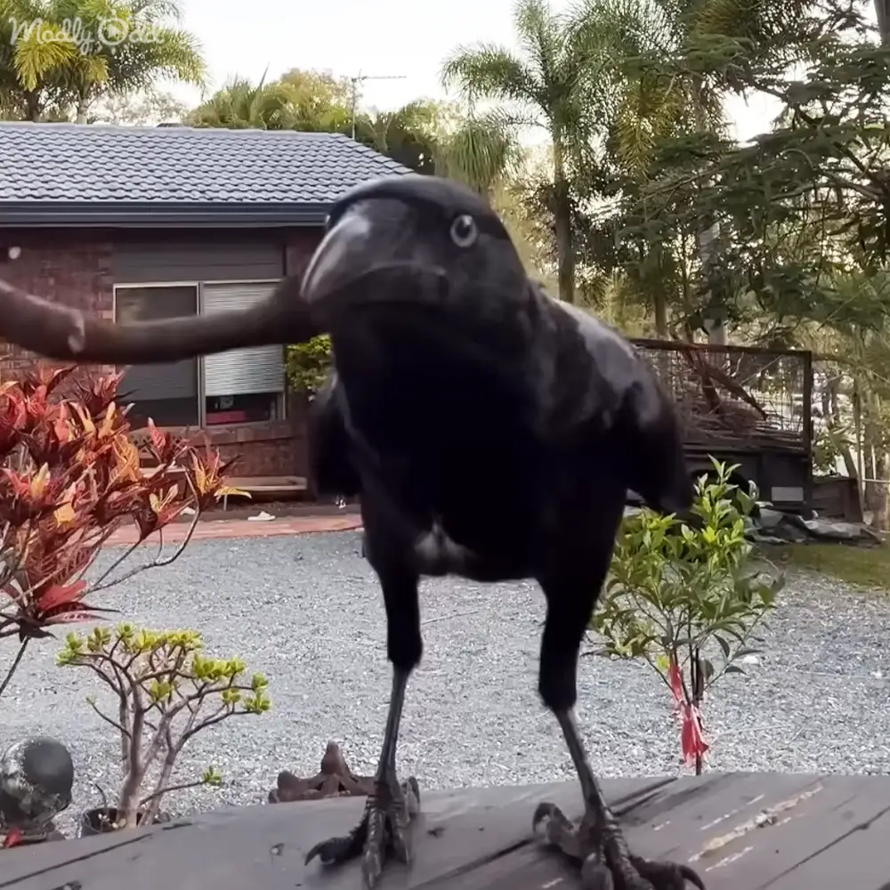 A crow perched in a residential backyard with palm trees, red-leafed shrubs, green leafy plants, gravel ground, and a tiled-roof house in the background.