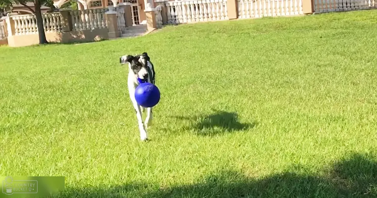 A greyhound dog running with a blue ball in its mouth, outdoors on grass near a building with architectural columns and railings, suggesting daytime late afternoon or spring/summer.