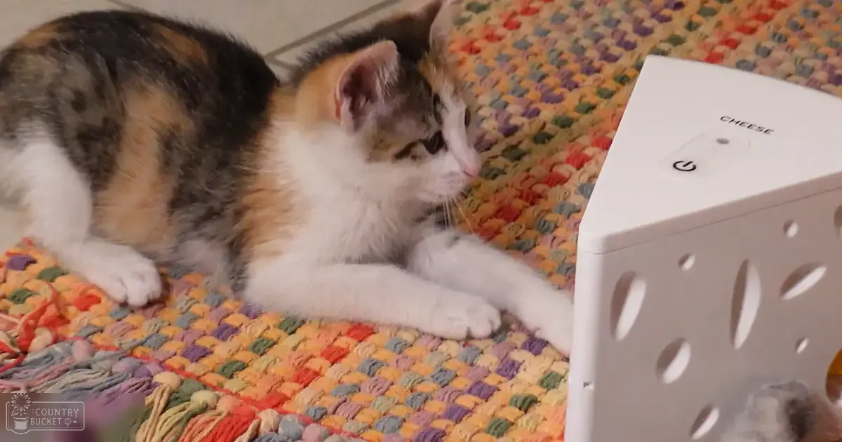 A calico kitten with white, black, and orange markings sits on a multicolored rug in what appears to be a home environment.