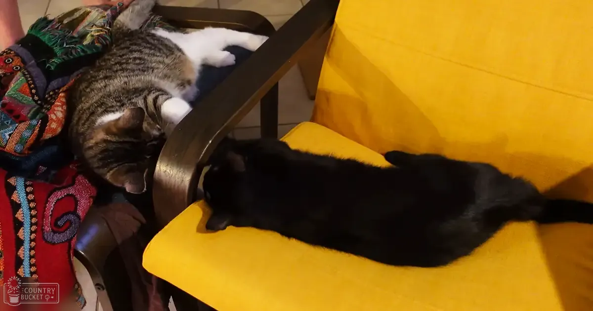 Two domestic shorthair cats with tabby markings and a solid black coat resting on yellow cushioned furniture in a home setting.
