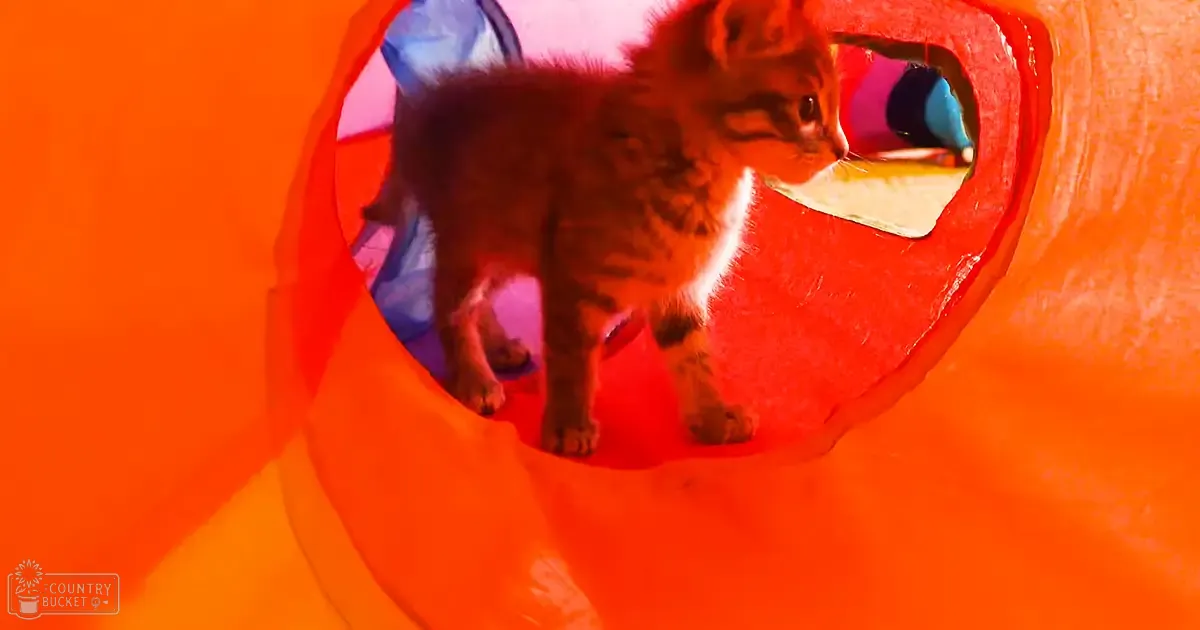 A tabby kitten with brown stripes, small size, fluffy coat, indoors with artificial lighting and an orange tunnel-like structure.