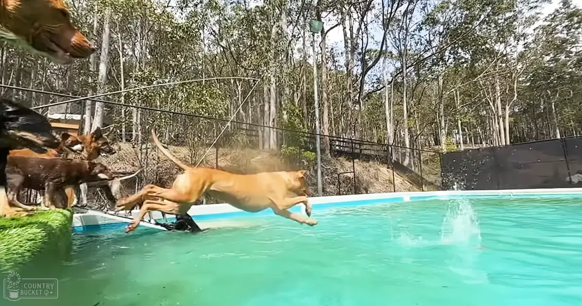 Tan dog mid-leap into swimming pool, surrounded by other dogs on grassy backyard with trees and a black fence in spring or summer daylight.
