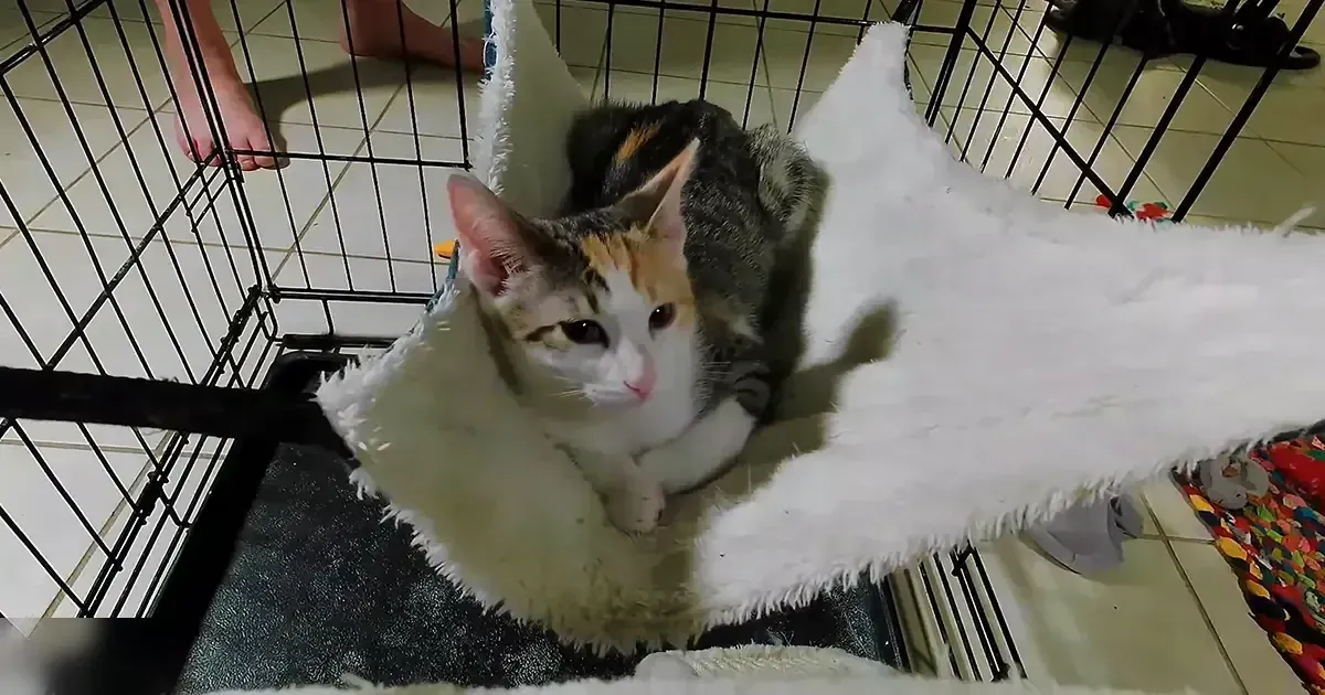 A calico cat with white, orange, and black fur sits in a black wire cage indoors. The scene is set on what appears to be tile flooring.