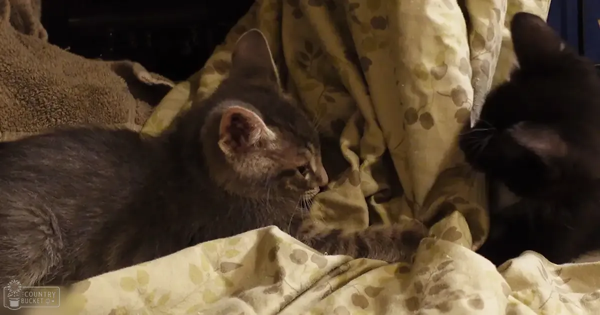 A tabby kitten and a black cat rest on a floral-patterned bed in a cozy indoor setting.