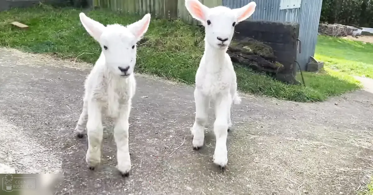 Two young white lambs with fluffy coats stand on a grassy area near a dirt path in a rural setting.