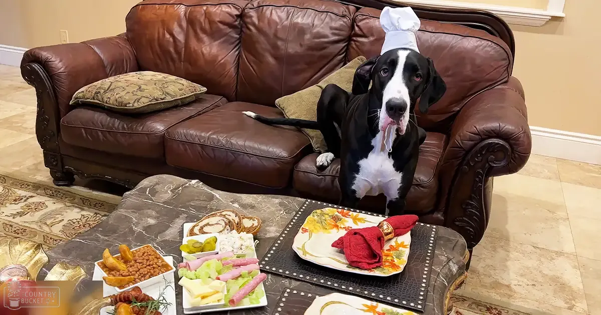 A black and white Great Dane wearing a chef's hat, indoors in a cozy living room with patterned pillows and food on a coffee table.