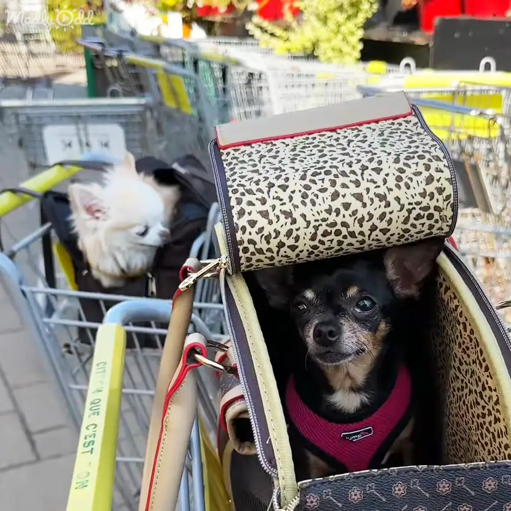 A small black and tan dog with a pink harness sits inside a leopard-print bag, surrounded by shopping carts and floral decorations in an indoor grocery store setting.