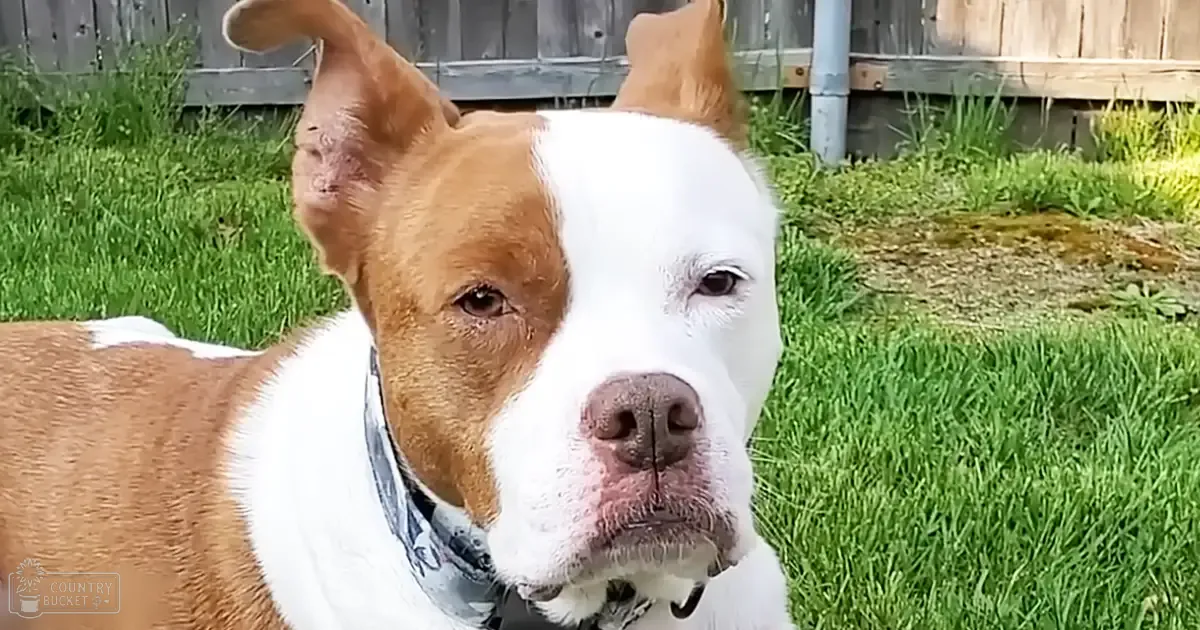 An American Pit Bull Terrier with brown and white fur in a backyard setting, surrounded by grass, a wooden fence, and greenery under natural daylight.