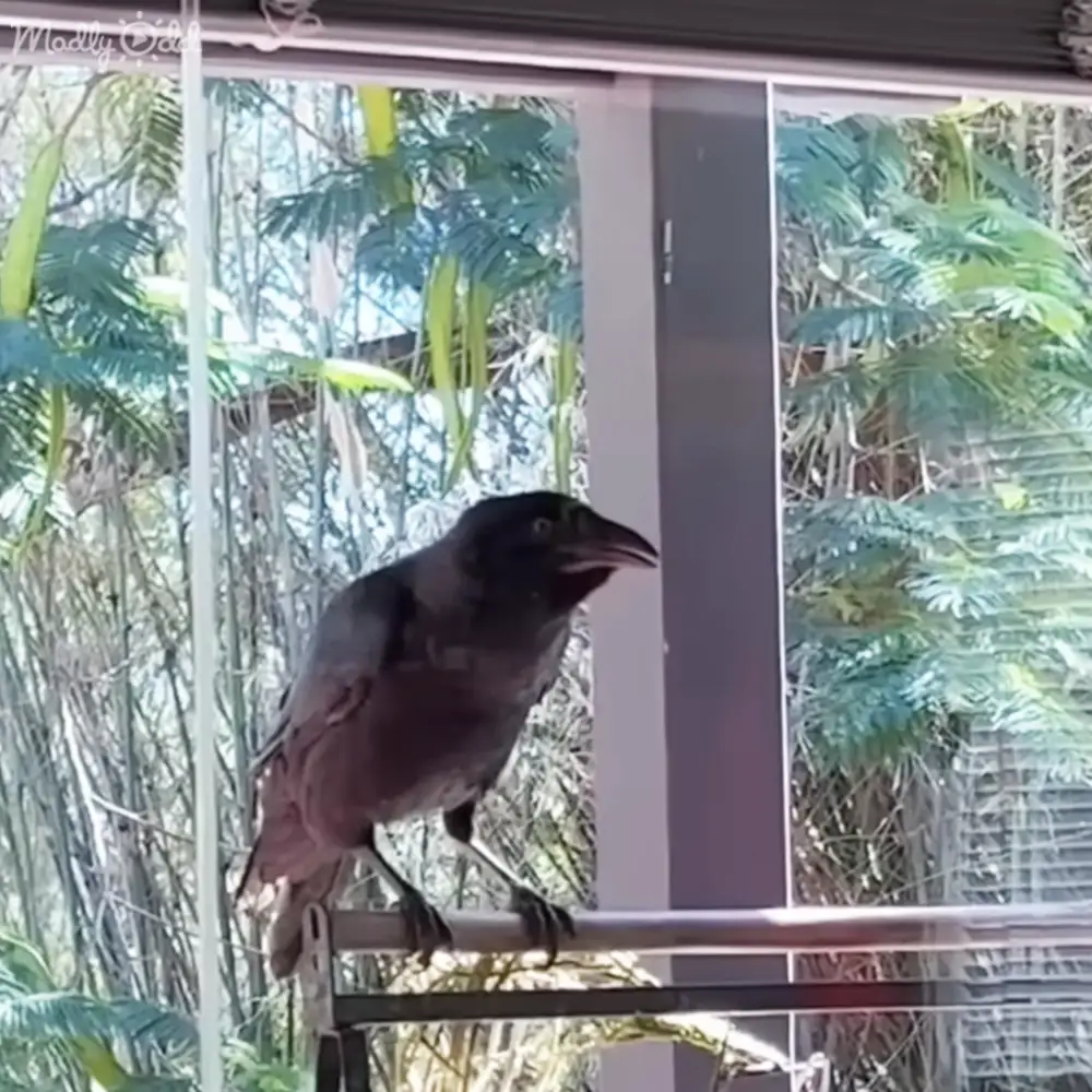 A crow perched outdoors near a window with trees in view during daytime.