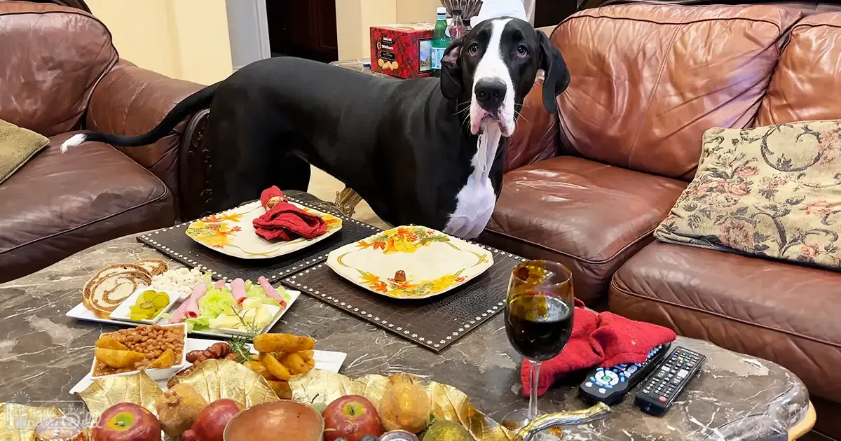 A large black and white Great Dane with an adult appearance, standing indoors in a cozy living room setting with leather sofas and a coffee table holding various food items.