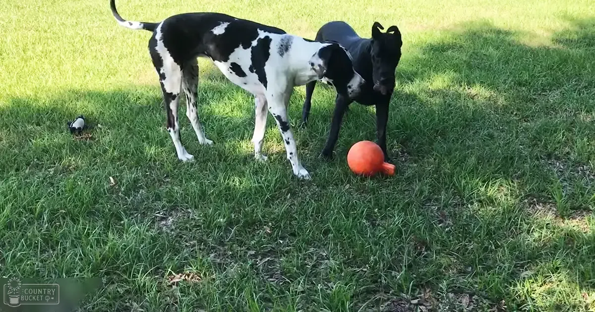 Two Great Danes, one black with white markings and the other solid black, playing in a grassy outdoor area during spring or summer under clear daylight.