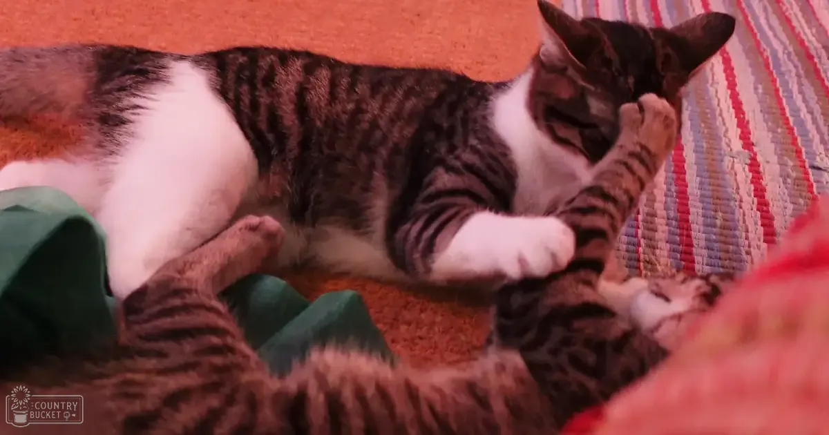 A tabby cat with white markings on its chest and paws sits indoors, surrounded by a striped fabric under natural light.