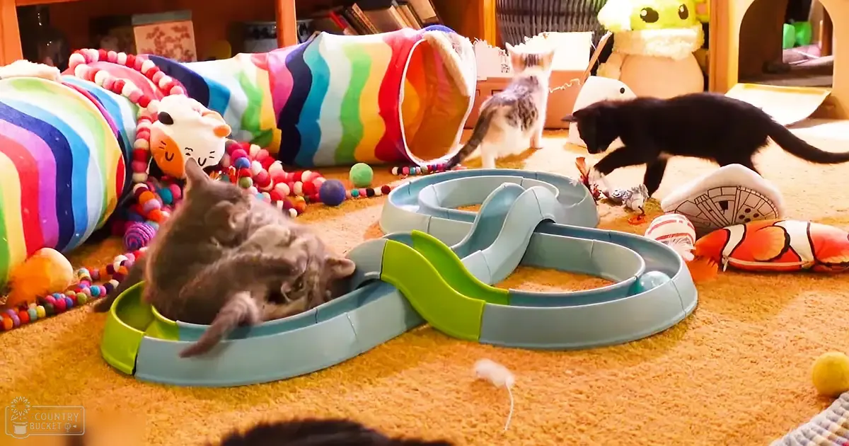 Playful scene with tabby kittens and a black adult cat in a cozy indoor space filled with toys, bright primary colors dominate.