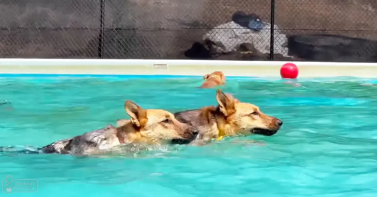 Two German Shepherd dogs swimming in a pool at an outdoor facility on a clear day with light blue water, white fence, red ball, and brown/black markings.