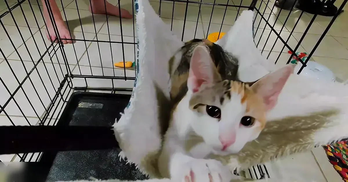 A calico cat with white, orange, and black fur sits inside a black metal cage filled with toys in an indoor home setting.