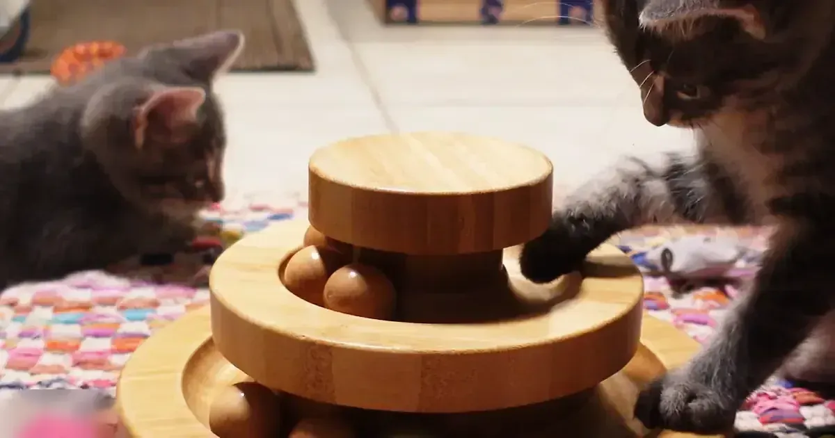 Two tabby kittens playing with a wooden toy indoors on a patterned rug.