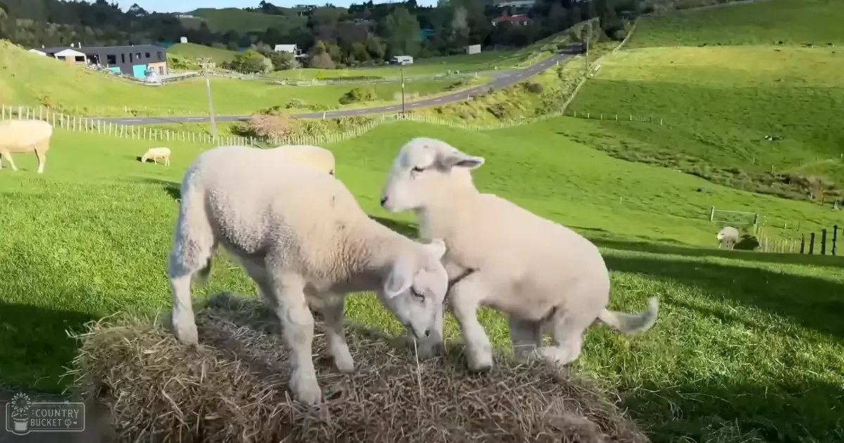 Two Merino or Suffolk sheep grazing in a rural landscape with rolling green hills and scattered houses under natural daylight.