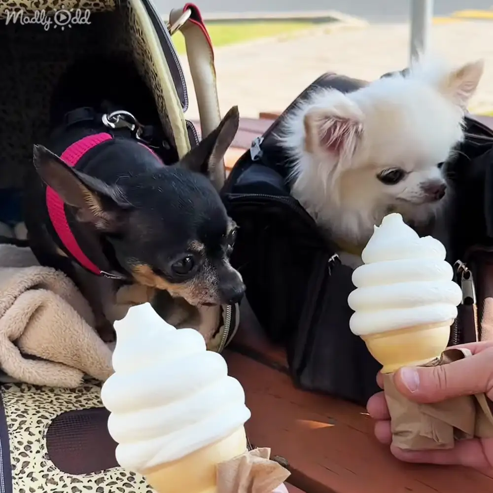 Two small Chihuahuas enjoying ice cream cones in a bright outdoor setting with sandy ground and grass, likely midday.