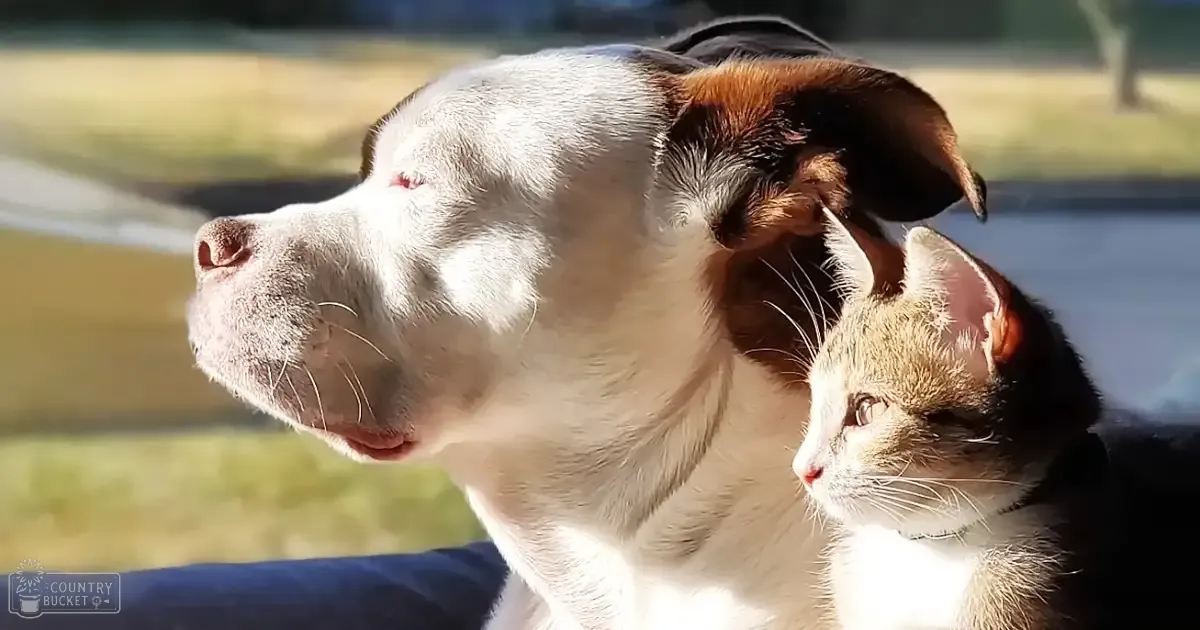 A pit bull dog with white fur and brown markings stands alongside a tabby kitten with brown and black patterns on an outdoor patio, surrounded by grass under bright daylight.