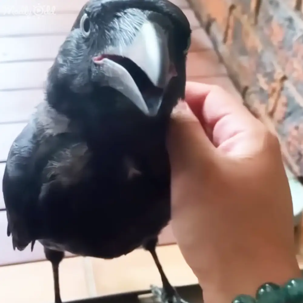 A close-up view of a crow with white markings around its eyes and beak, held by a hand indoors against wooden paneling with brickwork in the background.