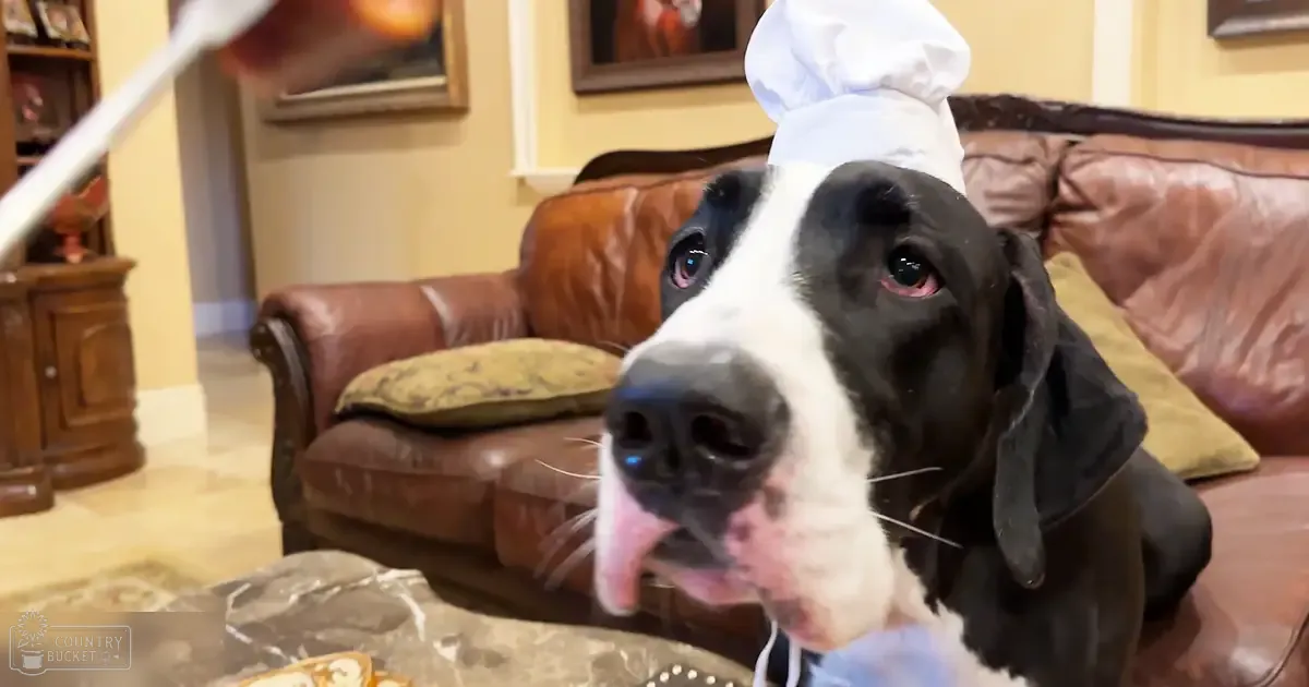 A Great Dane dog wearing a chef's hat, indoors in a cozy living room with brown leather furniture and patterned pillows.