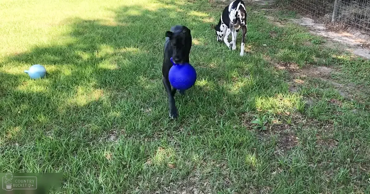 A black dog with a shiny coat holds a blue ball in its mouth outdoors on green grassy yard during spring or summer, with a white and black spotted dog nearby.