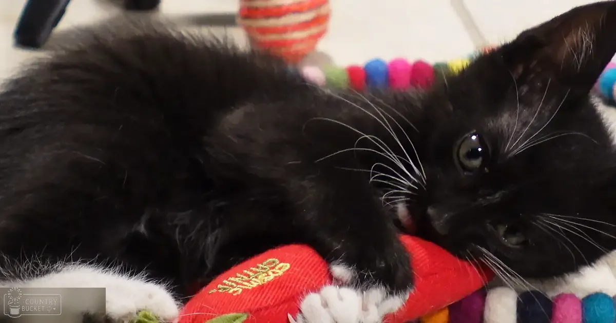 A black and white kitten with a fluffy coat interacts with colorful yarn in an indoor setting. The scene suggests it's daytime.