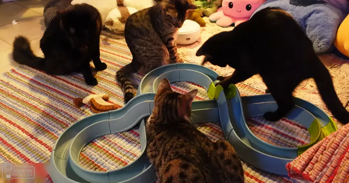 Three adult tabby cats playing with a blue plastic toy track on an indoor striped rug, surrounded by various stuffed toys and muted-toned blankets.