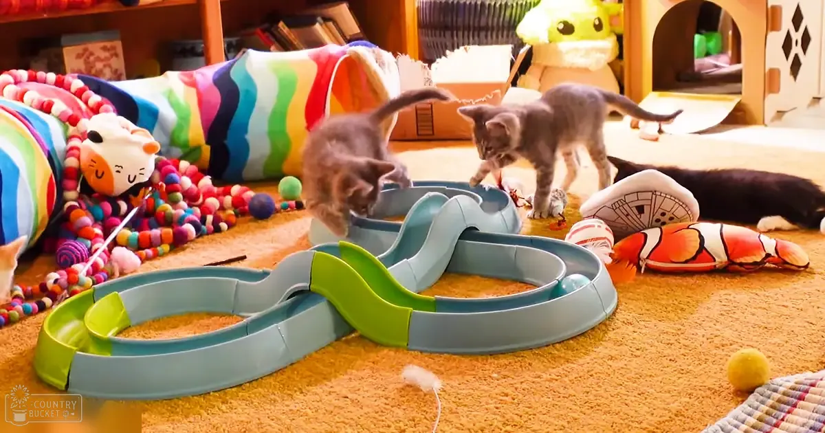 Kittens playing with toys in a colorful indoor setting.