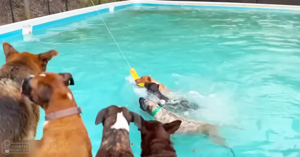 A brown and white German Shepherd stands on a pool edge with two black dogs near by, holding onto a yellow toy attached to a string in an outdoor swimming pool setting.