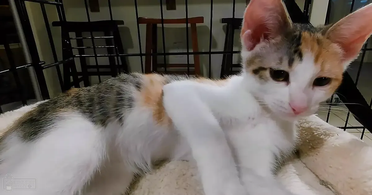 A calico cat with a mix of white, orange, and black fur sits indoors near metal barriers and wooden chairs.