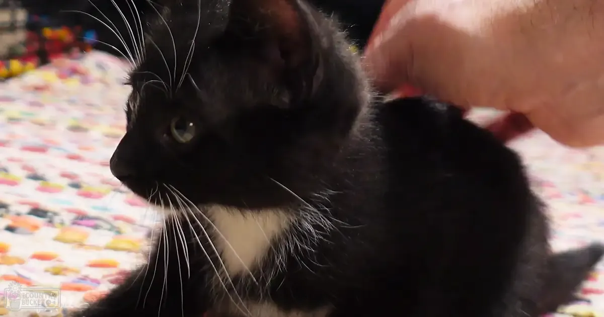 An adult black cat with white markings sits on a colorful patterned surface indoors, likely during the evening or night.