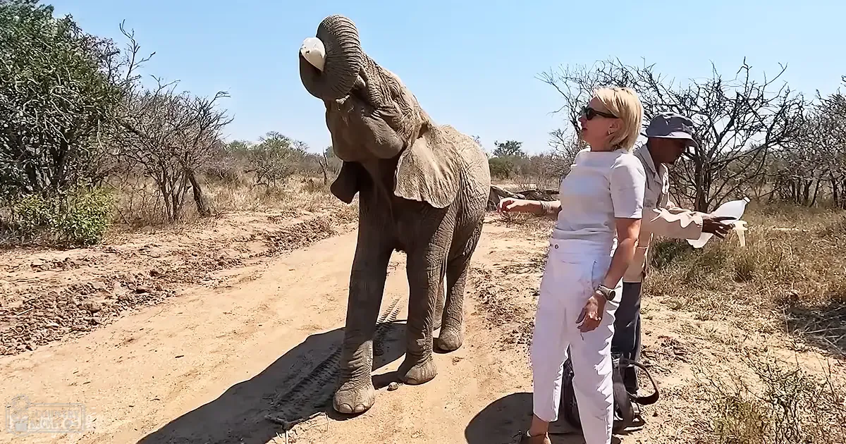 An adult female in white cropped pants and a short-sleeved shirt stands beside an African elephant in a dry savanna, holding what appears to be food or a treat for the animal. Nearby, a male adult wearing a safari hat holds a map or guidebook under bright daylight.