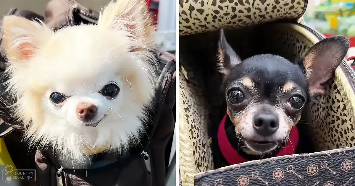 Two small dogs, likely a Pomeranian and Chihuahua, in an outdoor setting with greenery.