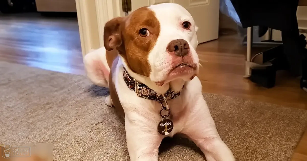An American Bulldog mix named Rocky, with white and brown fur, indoors on a carpeted floor at evening or night lighting.