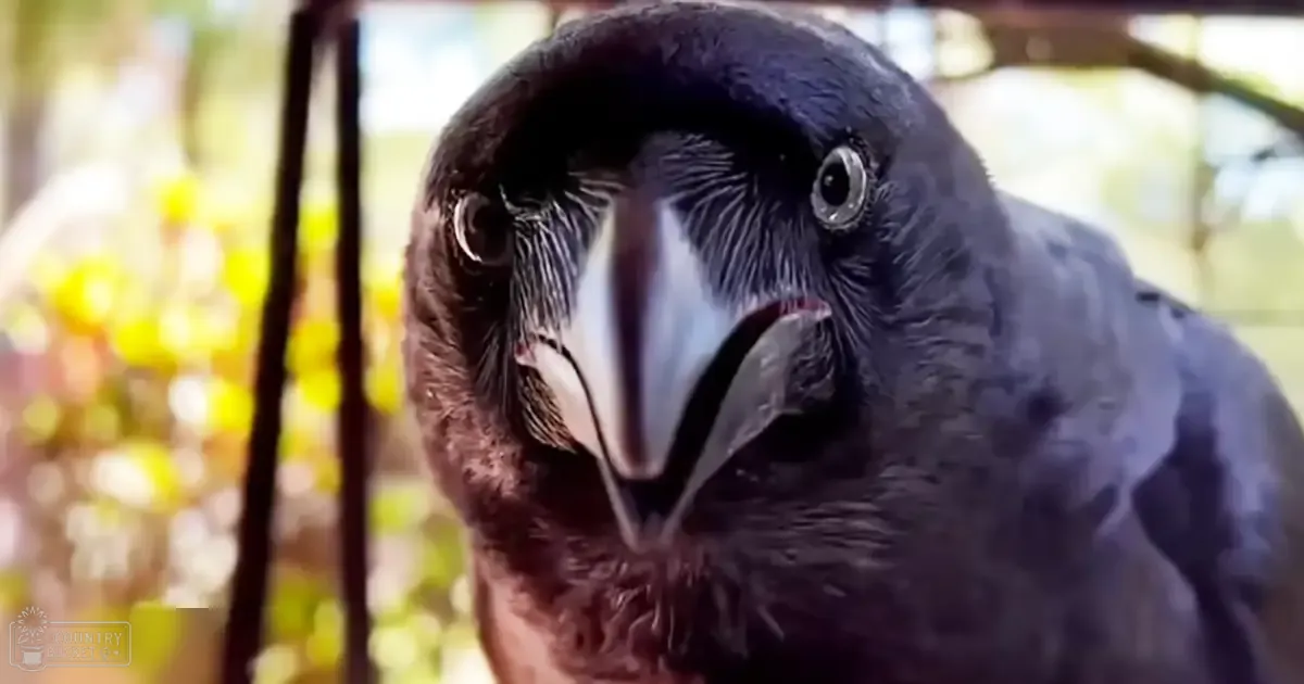 A crow with dark plumage stands amidst blurred greenery, sunlight filtering through leaves in a daytime outdoor setting.
