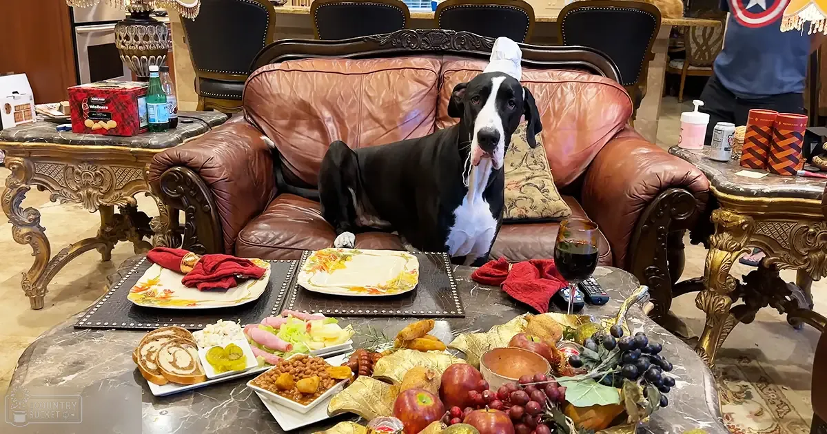 A black and white Great Dane or similar breed dog in a living room setting with ornate tables, plates of food, and a glass of red wine.
