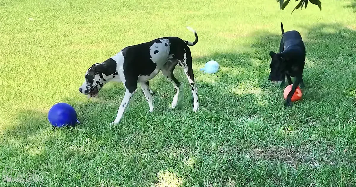Two dogs playing in a grassy outdoor area with colorful balls under bright sunlight during spring or summer.