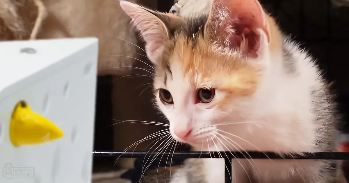 A calico kitten with white, orange, and black fur indoors near a white pet toy or container with a yellow banana-shaped item inside.