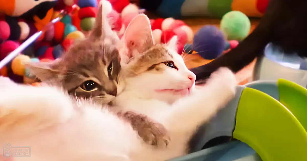 Two kittens with tabby and white coats indoors near a green plastic chair with colorful balls scattered around.