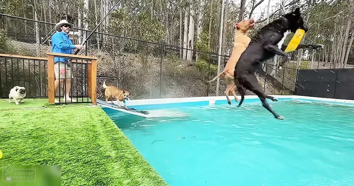 A Border Collie and a tan dog jumping into an outdoor backyard pool with a fence and trees in the background, suggesting late autumn or early spring.