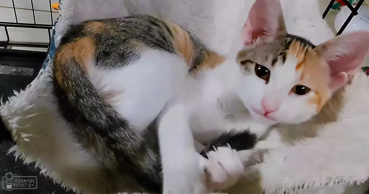 A calico cat with white, orange, and black fur resting on a soft blanket in an indoor home setting.