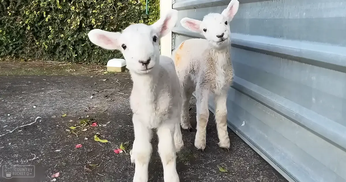 Two young lambs with white coats and pink ears near a corrugated metal wall outdoors, possibly spring or summer, with greenery around.