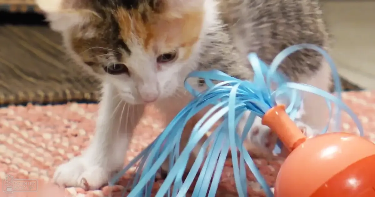 A calico kitten with a blue ribbon toy on an orange ball indoors, natural light suggests daytime.