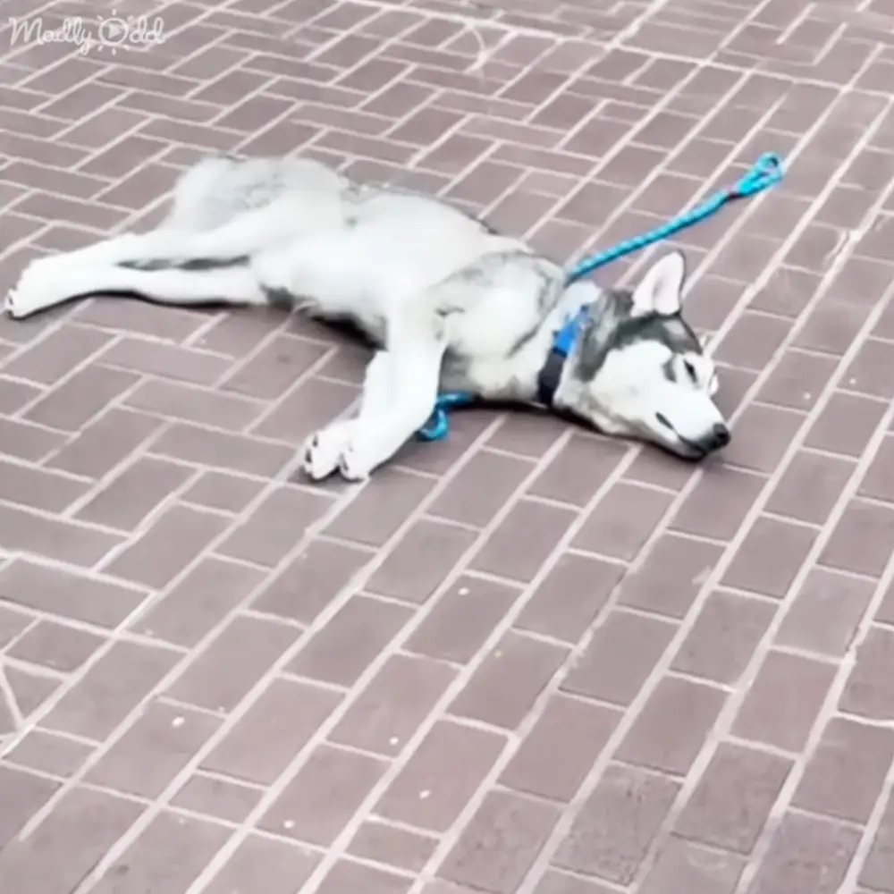 A husky dog wearing a blue harness or collar lies on a paved walkway outdoors.