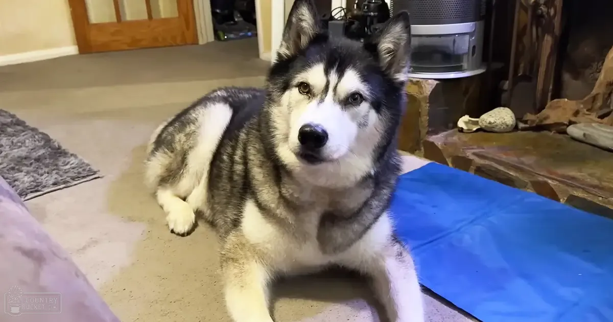A Siberian Husky with an adult coat pattern of black, white, and gray fur stands indoors in a home setting.