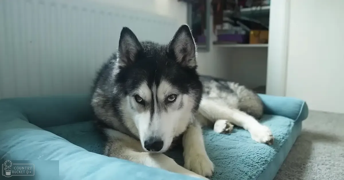 A husky with black and white fur indoors, with a blue pet bed in its home setting, suggesting it is daytime.